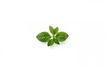 Fresh green herbs and leaves isolated on a white backdrop