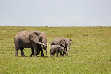 Obraz premium A family of elephants in the savannah with mother and 3 calves