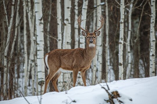 Mature Female Red Deer Standing on a Snowy Slope - Powered by Adobe