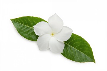 Naklejka premium Isolated white jasmine bloom with green leaves on a plain background