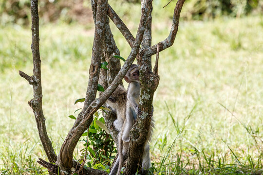 Baby monkey climbing a branch