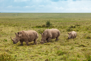 Naklejka premium A family of rhinos in the savannah