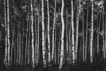 Fototapeta premium Monochrome image of birch trees