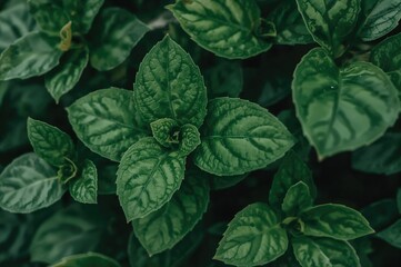 Fototapeta premium Detailed View of Verdant Foliage