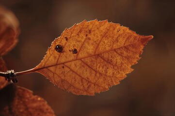 Obraz premium Detailed texture of a brown leaf up close