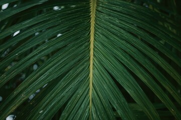 Detailed view of a green palm leaf surface from an ornamental Bottle Palm tree