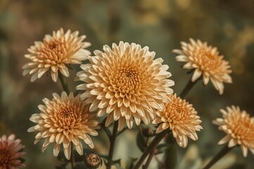 Chrysanthemums consist of many tiny blossoms with brief petals grouped tightly in the middle.