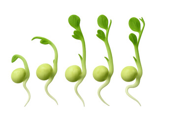 Five peas growing showing different stages with transparent background