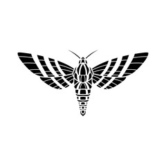 moth in black and white isolated on white background. black and white butterfly