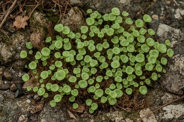 Gathering of bryophyte species in a protected valley within a state park by a university research group.