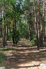 Yateley Common in Hampshire United Kingdom