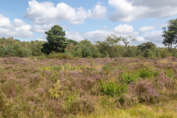 Obraz premium Yateley Common in Hampshire United Kingdom