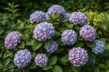 Large-leaved hydrangea blooming amidst greenery in a natural setting