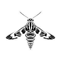 moth in black and white isolated on white background. black and white butterfly