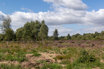 Yateley Common in Hampshire United Kingdom