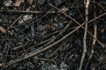 Fototapeta premium Scorched branches and small limbs showing signs of fire damage with a textured dark surface and patches of untouched bark or debris