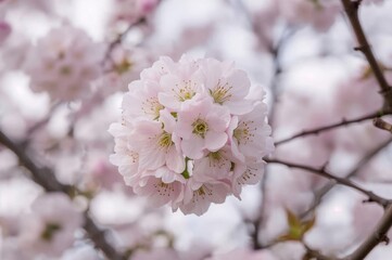 Obraz premium Full bloom of cherry blossoms with shallow depth of field and central flower cluster in focus