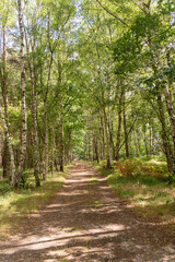 Yateley Common in Hampshire United Kingdom