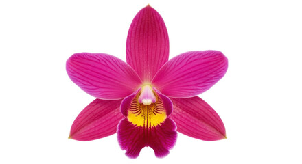 Isolated Pink Orchid Flower