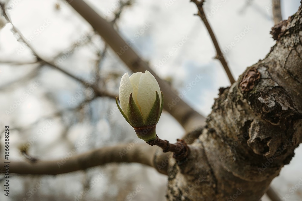 Poster close-up of a chestnut bud blooming in early spring with a blurred backdrop of tree branches and tru