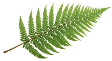 Isolated Fern Leaf