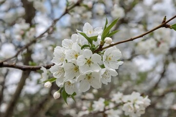 Obraz premium Springtime garden featuring a branch of cherry blossoms