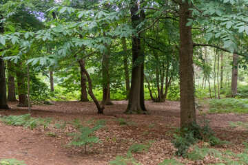 Yateley Common in Hampshire United Kingdom