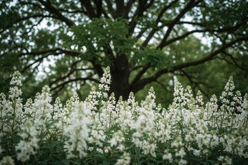 White blossoms in full bloom