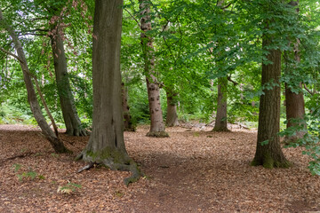 Yateley Common in Hampshire United Kingdom