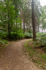 Yateley Common in Hampshire United Kingdom