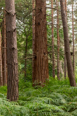 Naklejka premium Yateley Common in Hampshire United Kingdom