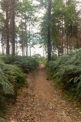 Yateley Common in Hampshire United Kingdom