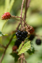 Yateley Common in Hampshire United Kingdom