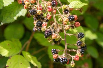 Yateley Common in Hampshire United Kingdom