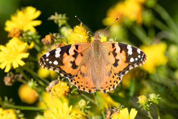 Painted lady