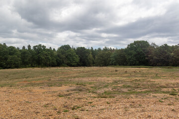 Obraz premium Yateley Common in Hampshire United Kingdom