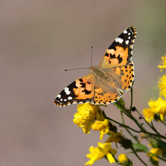 Painted lady