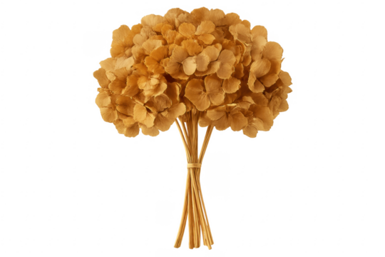 Bouquet of dried hydrangeas with transparent background for easy editing