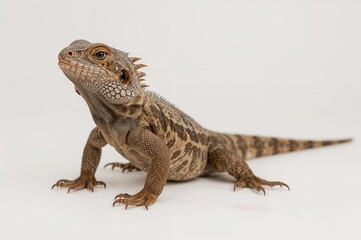 Obraz premium Close-up of the Sauromalus obesus lizard species, commonly known as the iguan chuckwalla