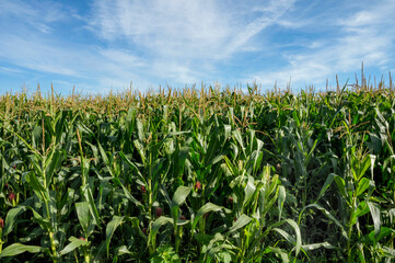 Mechanized corn crop, at margin of the GO-10 highway, between the municipalities of Luziania and Caldas Novas – Goias, Brazil, Sep 2019