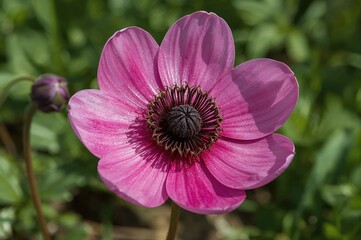 Elfin Swan Anemone Perennial Plants Variety