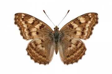 A sizable brown butterfly against a plain white background