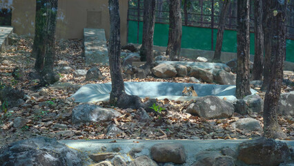 The Lion's Watering Moment in India