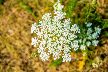 Doldenblütler in voller Blüte