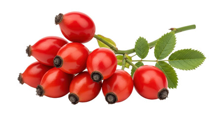 Isolated Rose Hips Branch with Leaves