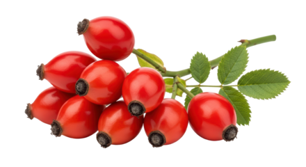 Isolated Rose Hips Branch with Leaves