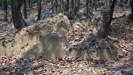 A Glimpse Into the Heart of an Indian Forest
