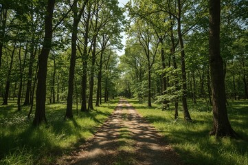 Obraz premium A bright trail through the woods during summer