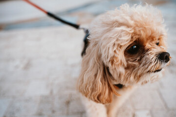 Adorable Poodle on Leash Enjoying a Walk Outdoors