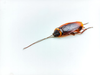 Cockroach on white background pest insect close up